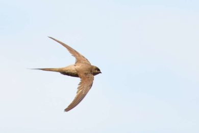 African Palm Swift - Amanzimtoti