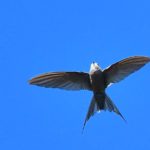 African Palm Swift - Biesiesvlei
