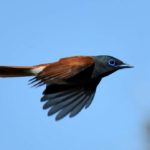 African Paradise Flycatcher