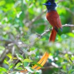 African Paradise Flycatcher 2 - Hlane