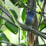 African Paradise Flycatcher - Nchalo