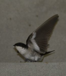 Pearl-Breasted Swallow - Heidelberg