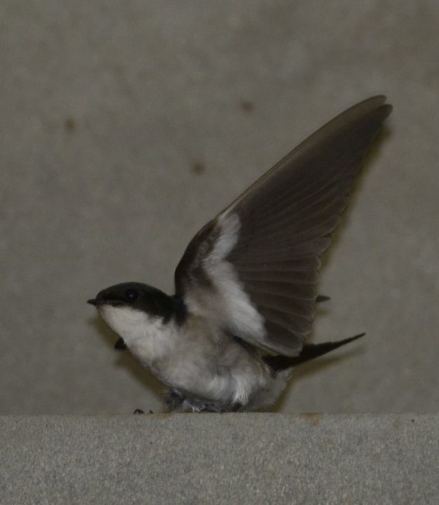 Pearl-Breasted Swallow - Heidelberg
