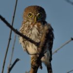 Pearl Spotted Owlet - Chobe