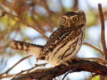 Pearl-Spotted Owlet - Kgalagadi