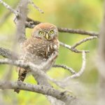 Pearl Spotted Owlet - Mabula