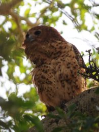 Pel's Fishing Owl - Mkhuze