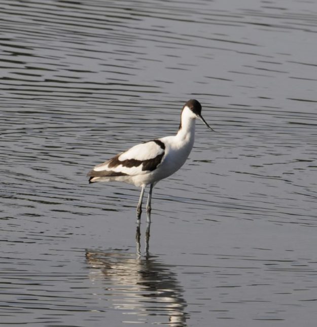 Pied Avocet - Lichtenburg