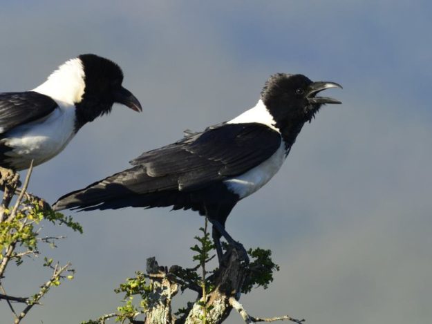 Pied Crow - Addo