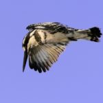 Pied Kingfisher 1 - Chobe