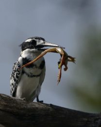 Pied Kingfisher - Chobe
