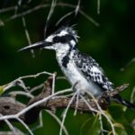 Pied Kingfisher 4 - Chobe