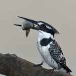 Pied Kingfisher - Kruger