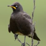 Pied Starling - Naudes Neck