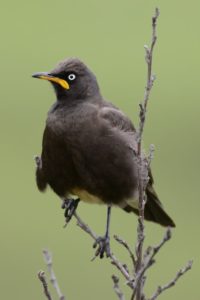 Pied Starling - Naudes Neck