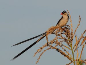 Pin-tailed Whydah - Xinervane