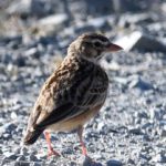 Pink-Billed Lark 2 - Mountain Zebra Park