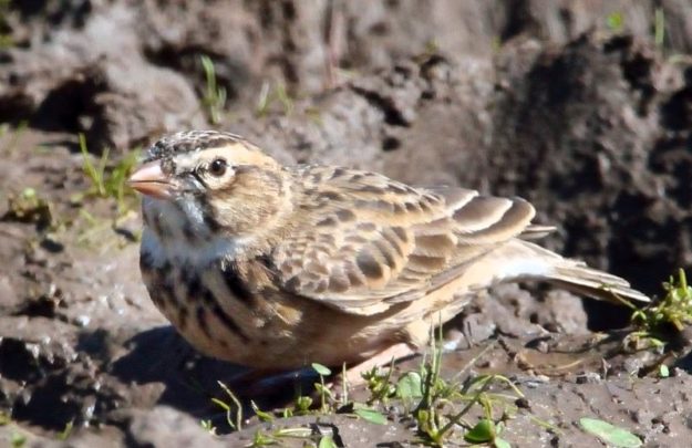 Pink-Billed Lark - Mountain Zebra Park
