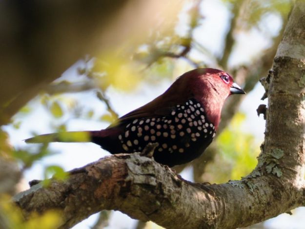 Pink-throated Twinspot - Ndumo