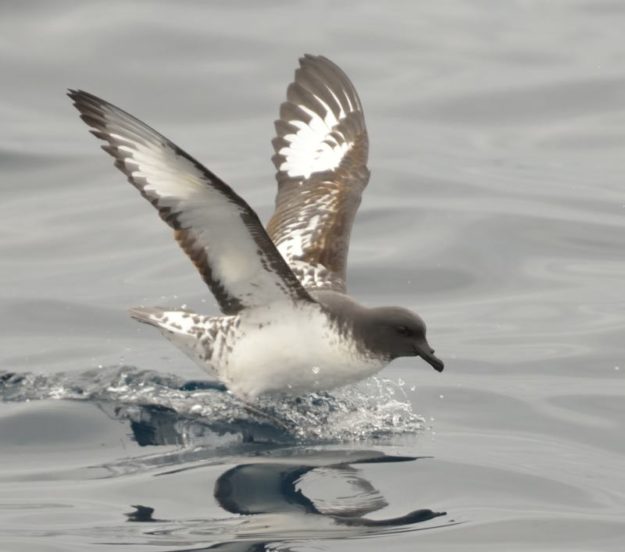 Pintado Petrel - Durban Pelagic