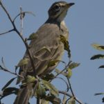 Plain-Backed Pipit - Chobe
