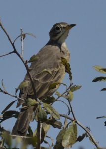 Plain-Backed Pipit - Chobe