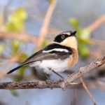 Pririt Batis - Erongo