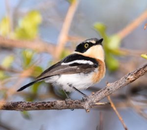 Pririt Batis - Erongo