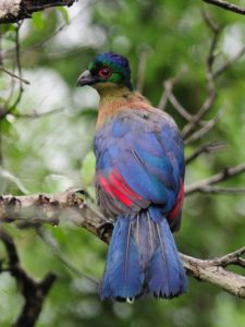 Purple-Crested Turaco - Hluhluwe