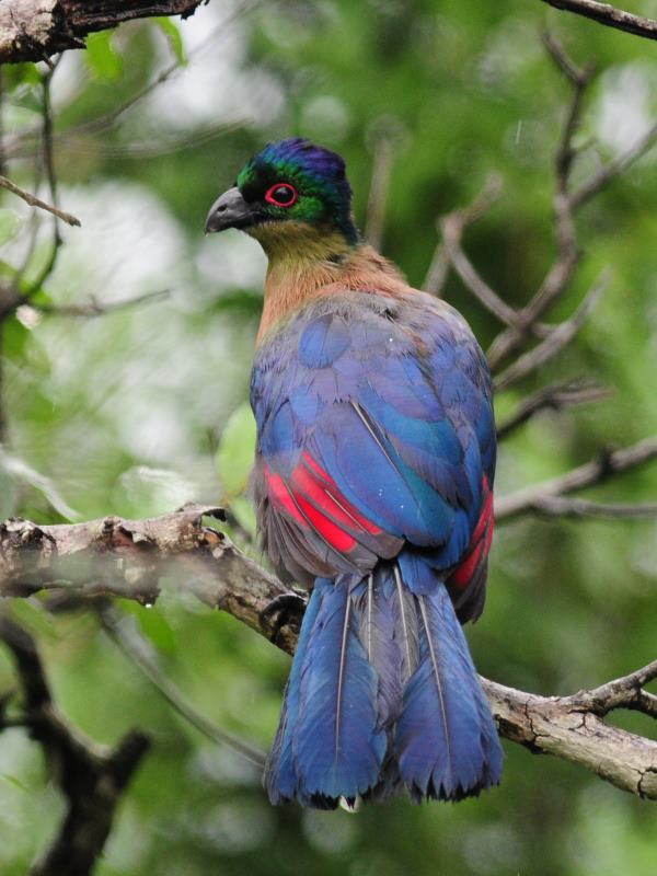 Purple-Crested Turaco - Hluhluwe