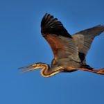 Purple Heron - Ntsikeni