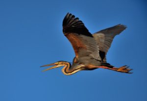 Purple Heron - Ntsikeni