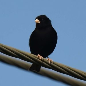 Purple Indigobird - Harare