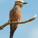 Purple Roller - Kruger