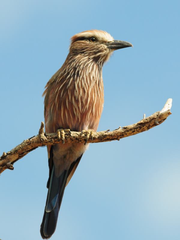 Purple Roller - Kruger