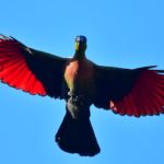 Purple-crested Turaco - Richards Bay
