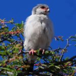 Pygmy Falcon - Kgalagadi