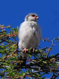 Pygmy Falcon - Kgalagadi
