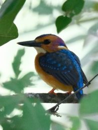 African Pygmy Kingfisher - Harare