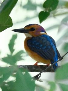 African Pygmy Kingfisher - Harare