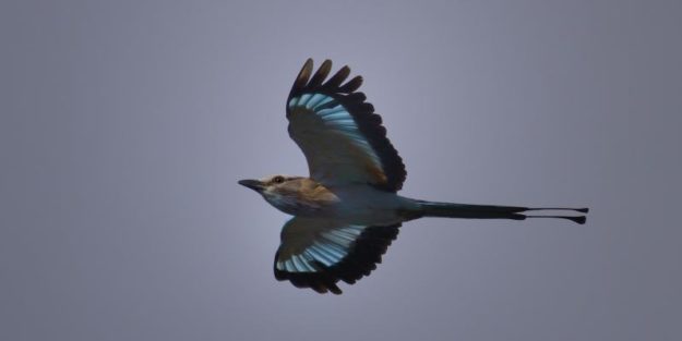 Racket tailed Roller - Chobe
