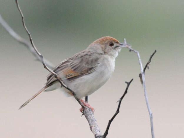 Rattling Cisticola - Pilanesberg