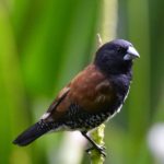 Red-Backed Mannikin - Bvumba