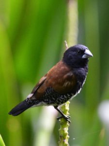 Red-Backed Mannikin - Bvumba