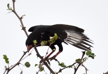 Red-Billed Buffalo Weaver - Kruger Park