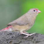 Red-Billed Firefinch Female - Bush Baby Lodge