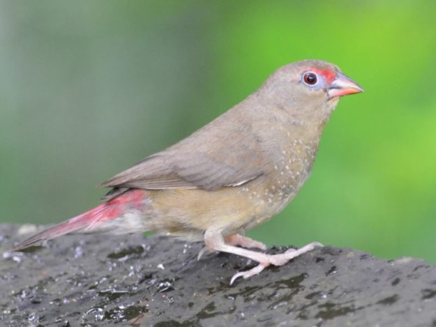 Red-Billed Firefinch Female - Bush Baby Lodge