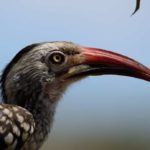Southern Red Billed Hornbill - Pilanesberg