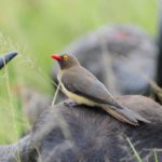 Red Billed Oxpecker - Hluhluwe