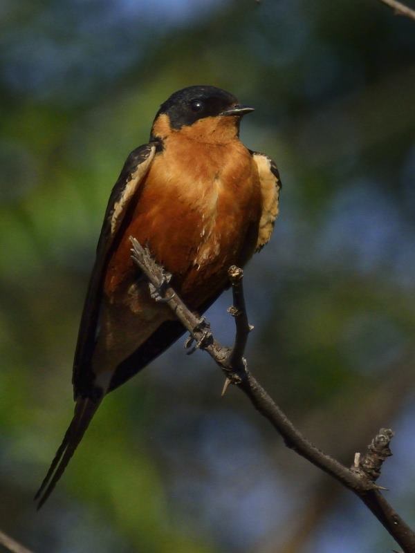 Red-Breasted Swallow - Pilanesberg